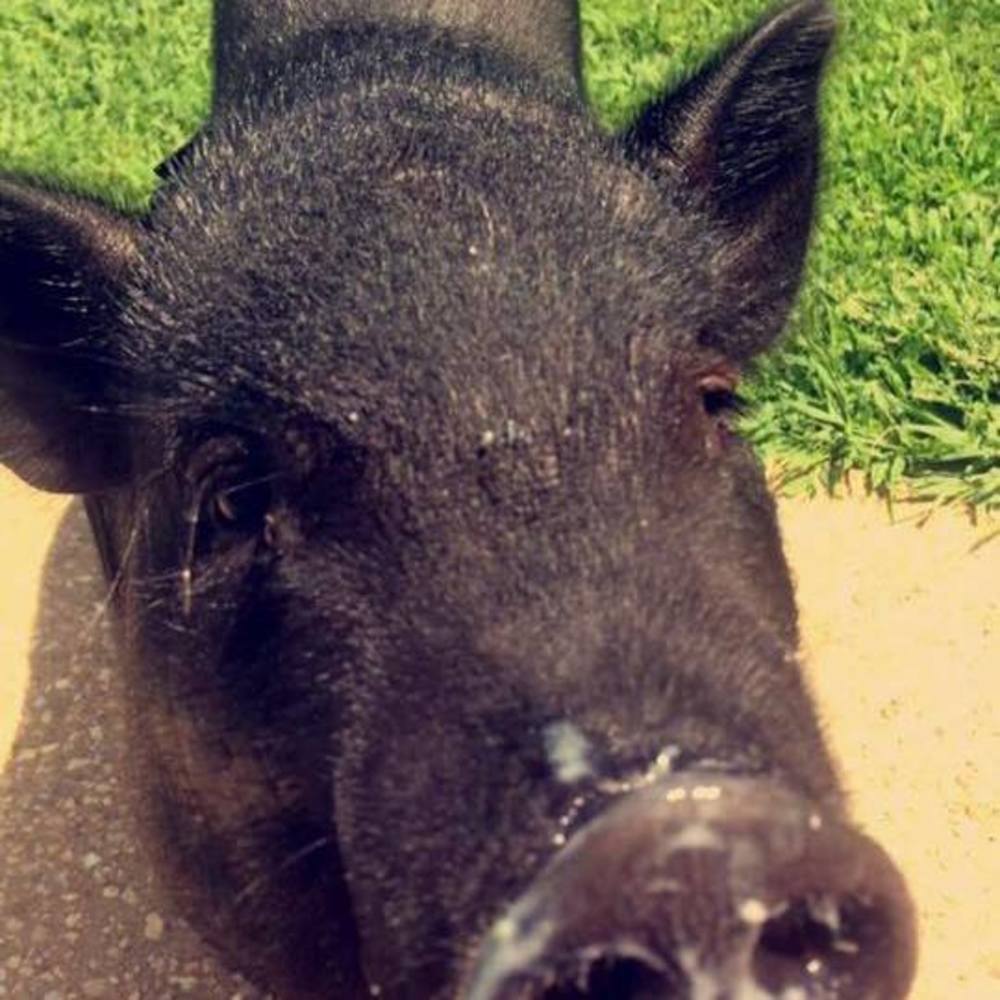 Meet your Posher, Paige